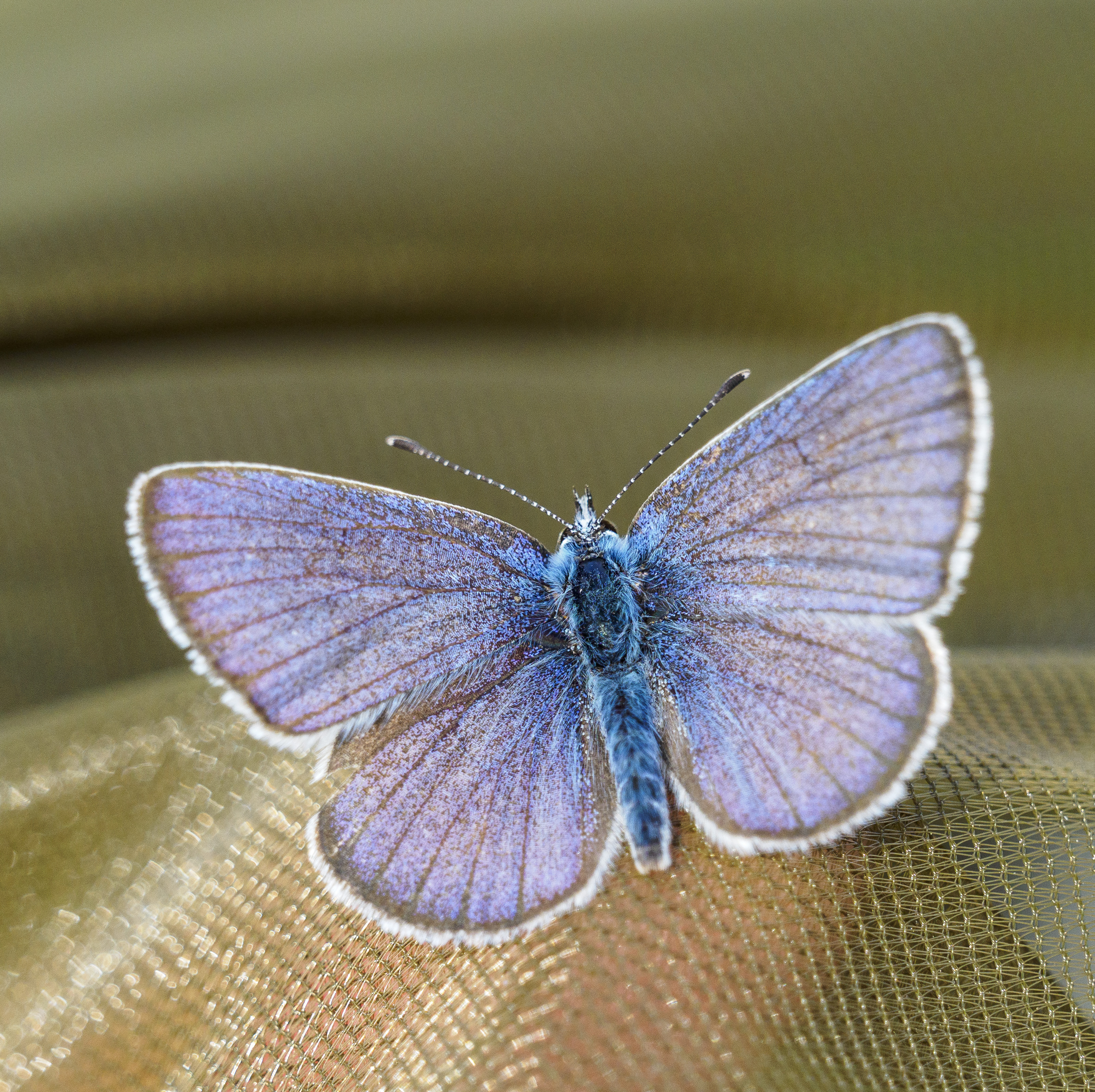 En fjäril med blå vingar